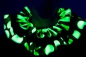 Blacklight Reactive Ruffled Clown Collar 4 Blacklight Reactive Ruffled Clown Collar - Image 4