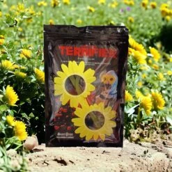 Art The Clown Daisy Glasses - Officially Licensed